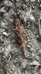 Serropalpus barbatus