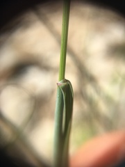 Poa glauca