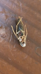 Serropalpus barbatus