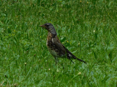 Turdus pilaris