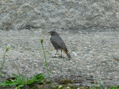 Phoenicurus ochruros