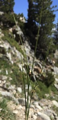 Oreojuncus