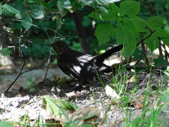 Turdus merula