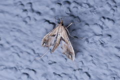 Lineodes elcodes