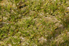 Subularia aquatica