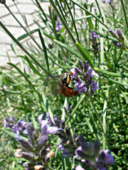 Eichlinia cucurbitae