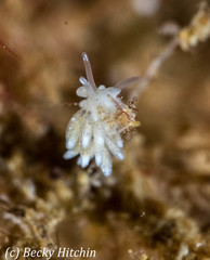 Rubramoena amoena