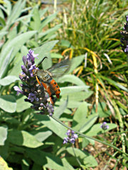 Eichlinia cucurbitae