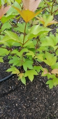 Viburnum edule