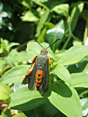 Eichlinia cucurbitae