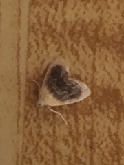 Glaphyria fulminalis