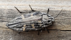 Buprestis consularis