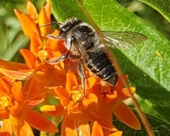 Megachile