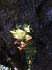 Pedicularis tuberosa