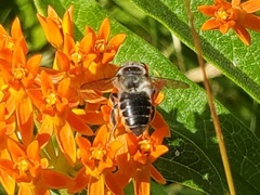 Megachile