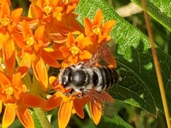 Megachile