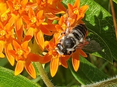 Megachile
