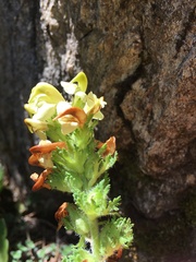 Pedicularis tuberosa