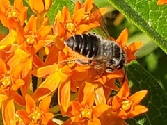 Megachile