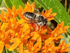 Megachile