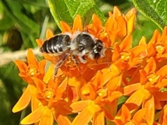 Megachile