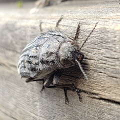 Buprestis consularis