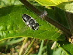 Megachile