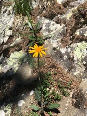 Senecio doronicum