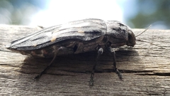 Buprestis consularis