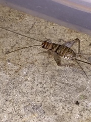 Gryllodes sigillatus