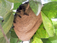 Polybia plebeja