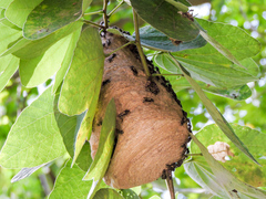 Polybia plebeja