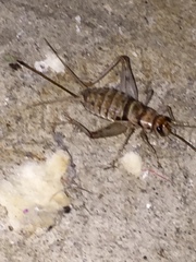 Gryllodes sigillatus