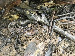 Desmognathus conanti