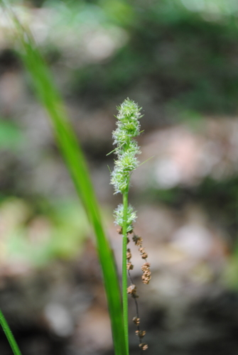 Yellowfruit sedge (Carex annectens)