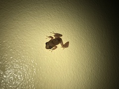 Eleutherodactylus antillensis