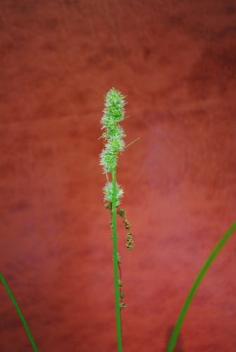 Image of Carex annectens by (c) Zihao Wang, some rights reserved (CC BY)
