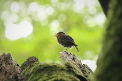 Erithacus rubecula