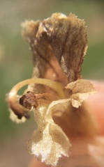 Orobanche reticulata