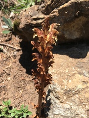 Orobanche reticulata