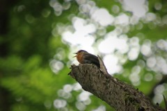 Erithacus rubecula