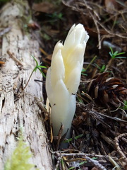 Pityopus californicus