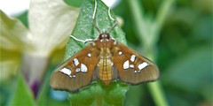 Phostria tedea