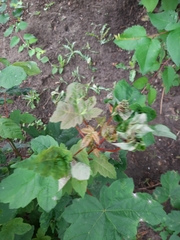 Dasineura irregularis