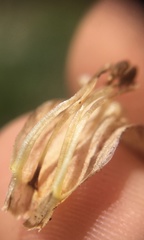 Orobanche reticulata