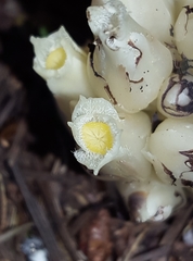 Pityopus californicus