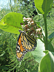 Danaus plexippus