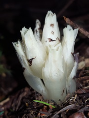 Pityopus californicus