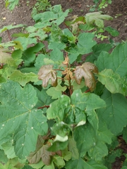 Dasineura irregularis