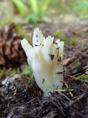 Pityopus californicus